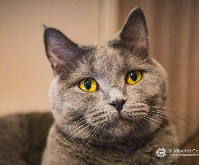 Are you talking to me? Mocha Cat Cafe, Shibuya-ku, Tokyo, Japan